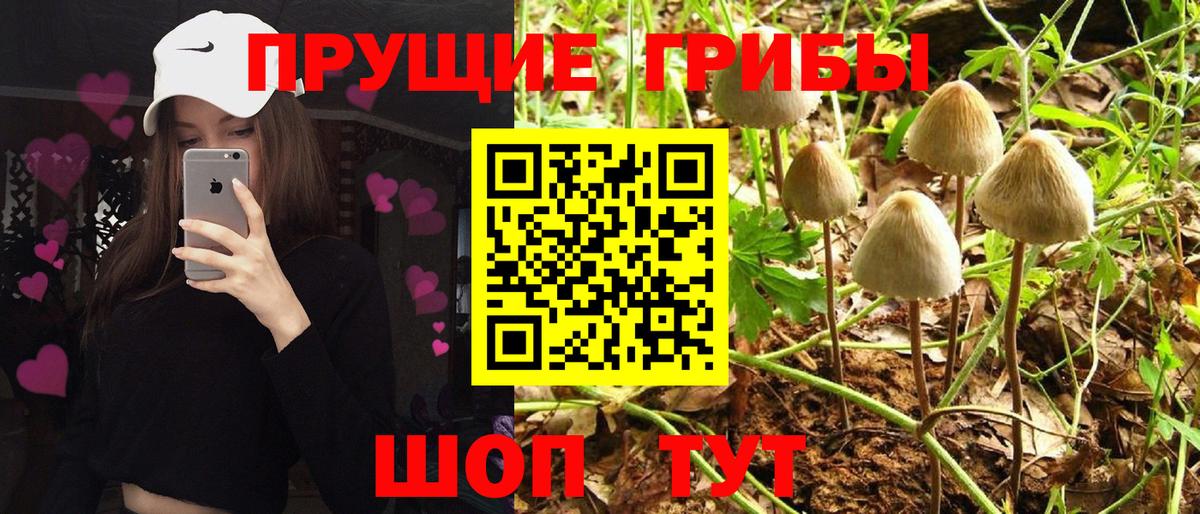Псилоцибиновые грибы Psilocybine cubensis Ижевск